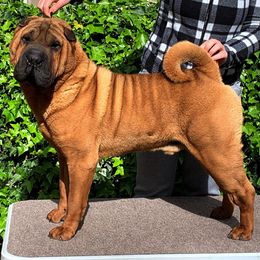 Chinese Shar-Pei from Dee Dee Wells's Chinese Shar-Pei