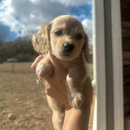 Rosetta - Cream female Dachshund puppy in Molino, Florida from Dooney's Dachshunds