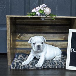 French Bulldog Puppies from Rootin' Tootin' Bulldogs, LLC