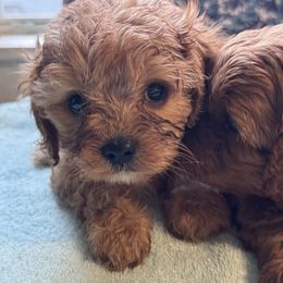 Daisy - Apricot female Cavapoo puppy in Salisbury, North Carolina from Carolina Canines