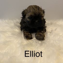 Shih Tzu Puppies from LaDawn’s Little Lions