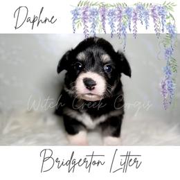 Daphne- Fluffy - Black and white female American Corgi puppy in Greenwood, Indiana from Witch Creek Corgis