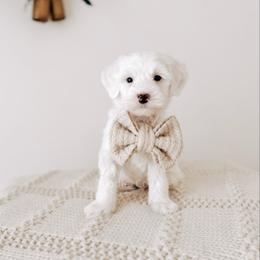 Heirloom - RL Christmas - Cream male Goldendoodle puppy in Syracuse, Indiana from The Doodle Cove