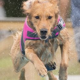 Golden Retrievers from Maple Ridge Goldens