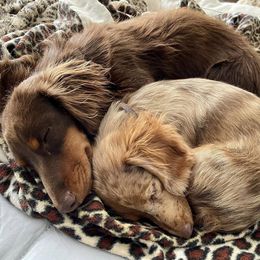 Dachshunds from RM Miniature Dachshunds