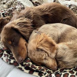 Dachshunds from RM Miniature Dachshunds