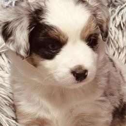Gracie - Blue merle male Miniature Australian Shepherd puppy in Madisonville, Texas from Diamond R Aussies