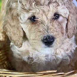 Cavapoo, Goldendoodle, and Labradoodle Puppies from Windy Hill Doodles