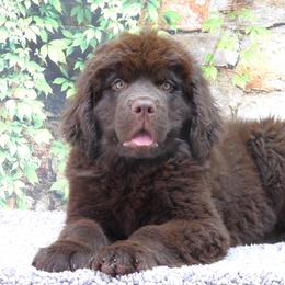 Newfoundland Puppies from Newfforu