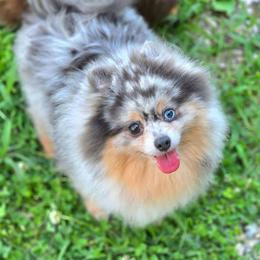 Jozey - Pomeranian