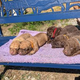 Chesapeake Bay Retriever Puppies from Soap Stone Ridge