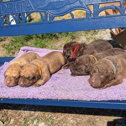 Chesapeake Bay Retriever Puppies from Soap Stone Ridge