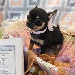 Chihuahua Puppies from Fine Whines & Lickers