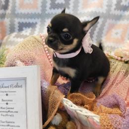 Chihuahua Puppies from Fine Whines & Lickers