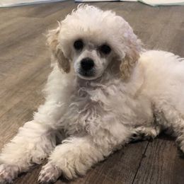 Poodles from Joie De Vive Toy Poodles