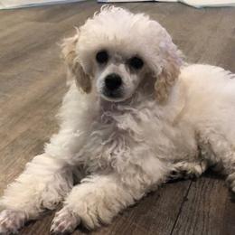 Poodles from Joie De Vive Toy Poodles
