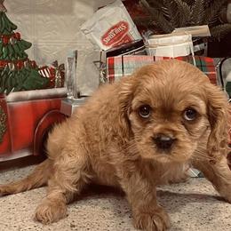 Cavalier King Charles Spaniels from Southern Ohio Cavaliers