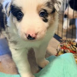 Border Collie Puppies from Cahill’s Canines