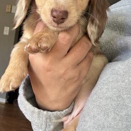Dachshund Puppies from L & J Kennel