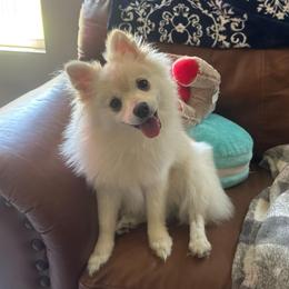 Pearly Rose🌹 - Pomeranian
