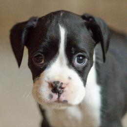Bobby McGee - Brindle male Boxer puppy in Georgia from Stephanie’s Boxers