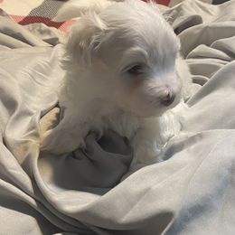 Maltese Puppies from My Maltese Family