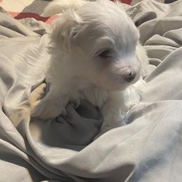 Maltese Puppies from My Maltese Family