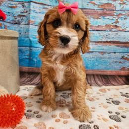 Rana - Apricot female Cavapoo puppy in Lebanon, Missouri from Leerose Puppies