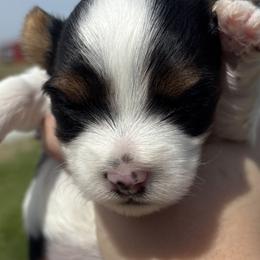 Yorkshire Terriers from Parti Patch Farm