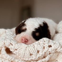 Venice - Phantom male Bernedoodle puppy in Maricopa, Arizona from Desert Ridge Doodles