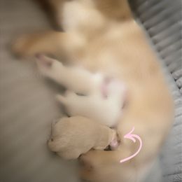 Harmony - Cream Dachshund puppy in Comer, Georgia from Southern Drawl Dachshunds