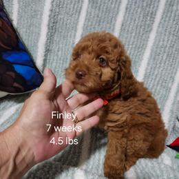 Brown collar Maizy - Apricot female Goldendoodle puppy in Fairmount, Indiana from Capens' Doodles,Poodles and Poo's