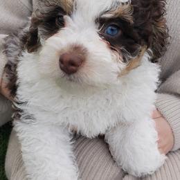 Allie - Merle female Bernedoodle puppy in Port Orange, Florida from Royal doodles of Florida