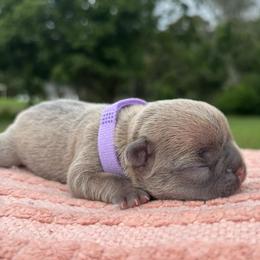 Danni - Blue female French Bulldog puppy in Salisbury, Maryland from 77 Frenchies Maryland