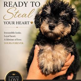 Arthur - Phantom male Poodle puppy in Chattanooga, Tennessee from Joy-Fur Puppies