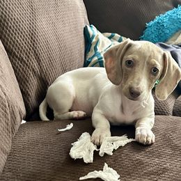 Dachshund Puppies from Mini Dixie’s of Eastern KY