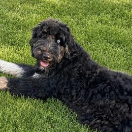 Aussiedoodles, Australian Mountain Doodles, Bernedoodles, and Miniature American Shepherds from Rose Creek Mini Aussies and doodles