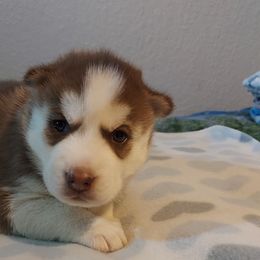 Kai - Siberian Husky puppy in Las Vegas, Nevada from Tranton Kennels