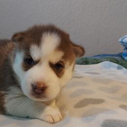 Kai - Siberian Husky puppy in Las Vegas, Nevada from Tranton Kennels