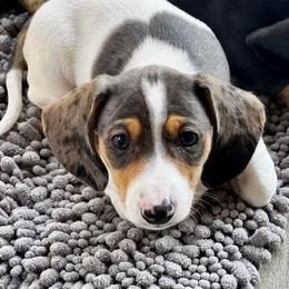 Annie - Black and tan female Dachshund puppy in Rancho Cucamonga, California from Empire's Dachshunds