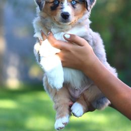 Miniature American Shepherd Puppies from Azure Sky Minis