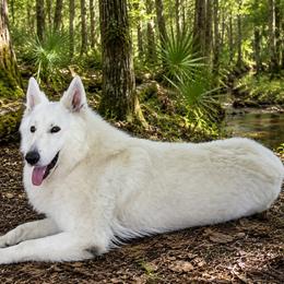 Yeti - Berger Blanc Suisse