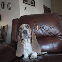 Bumble - Blue tan and white male Basset Hound puppy in Surprise, Arizona from Howlin Hounds
