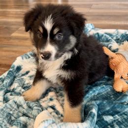 Skipper - Black tri-color male Australian Shepherd puppy in Oxford, Florida from SoCo Aussies