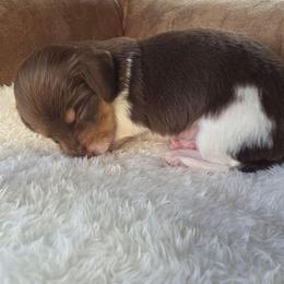 Hershey - Piebald male Dachshund puppy in Buckeye, Arizona from Duran Dachshunds