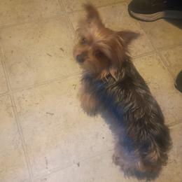 Isabella Edget Spinner - Liver female Yorkshire Terrier puppy in Jacksonville, Arkansas from Royal Yorkie Terrier