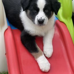 Australian Shepherd Puppies from Bedtime Story Australian Shepherds
