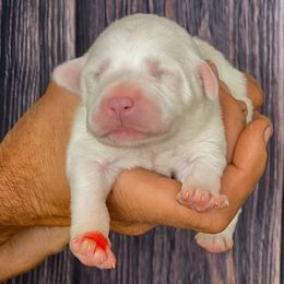 Red Girl - White female Great Pyrenees puppy in Elfrida, Arizona from Outlaw Acres Farm & Kennels