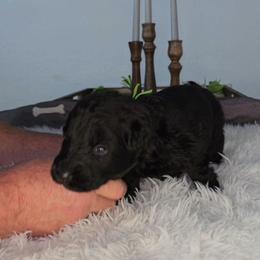 Green female - Black female German Shepherd puppy in Clinton, Arkansas from 501 Shepherds