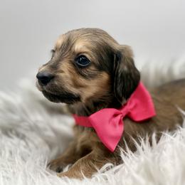 AKC Pink Girl - Cream female Dachshund puppy in Bartlesville, Oklahoma from OkieDokieDox